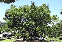 나무 느티나무